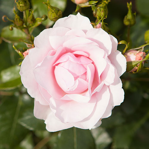 Classic Old English Shrub Rose Trio Classic Old English Shrub Rose Trio