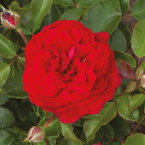 Classic Old English Shrub Rose Trio Classic Old English Shrub Rose Trio