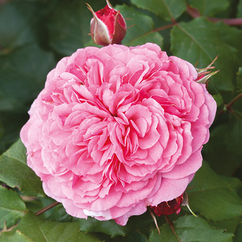 Classic Old English Shrub Rose Trio Classic Old English Shrub Rose Trio