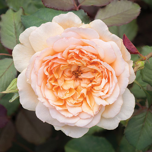 Classic Old English Shrub Rose Trio Classic Old English Shrub Rose Trio