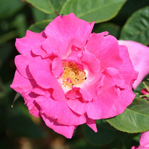 Climbing Rose Bare Root Collection
