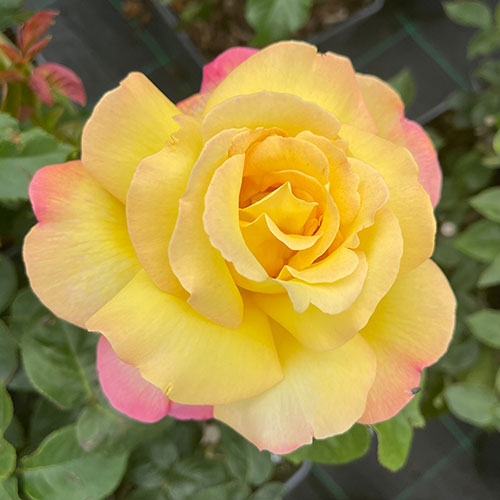 Rose Peace Rose Peace