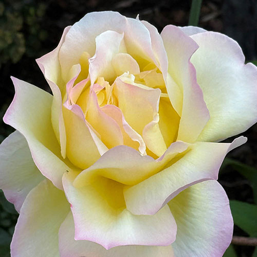 Rose Peace Rose Peace