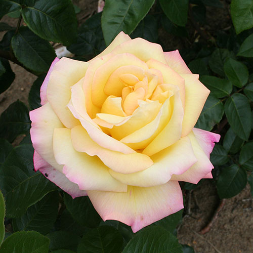 Rose Peace Rose Peace