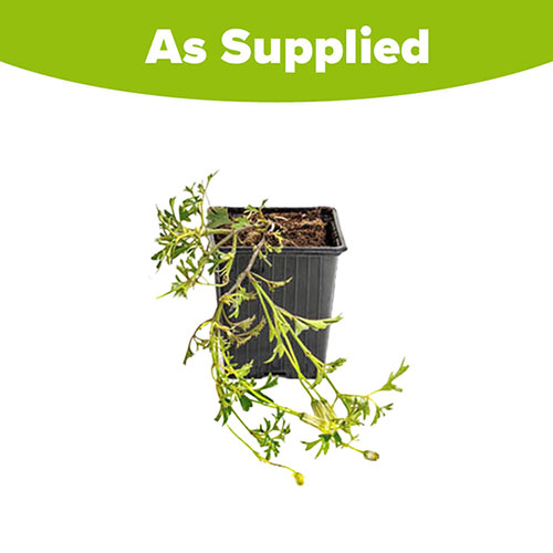 Evergreen Clematis Early Sensation