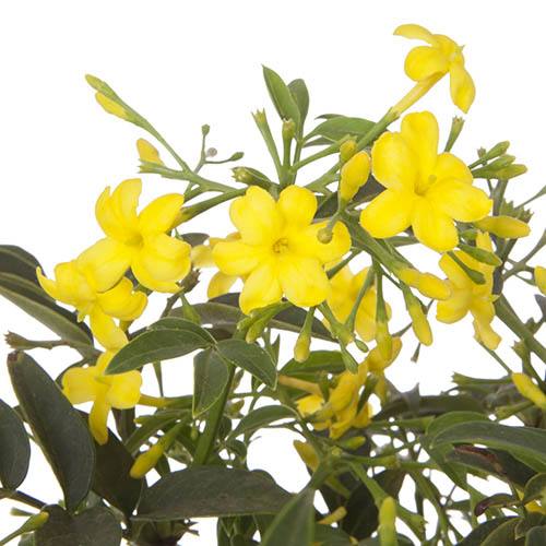 Italian Jasmine Jasmine humile Revolutum YouGarden