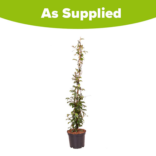 Trachelospermum Star Jasmine Pink