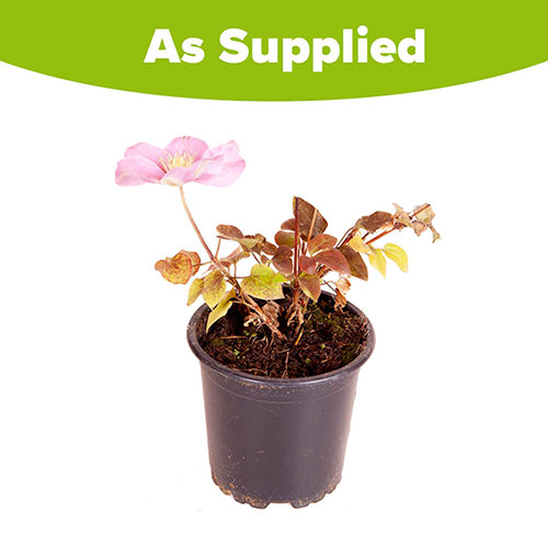 Clematis Patio Pompeii Boulevard