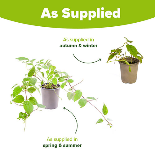 Clematis montana Elizabeth