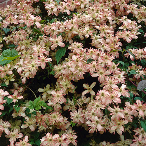 Clematis montana Marjorie Clematis montana Marjorie