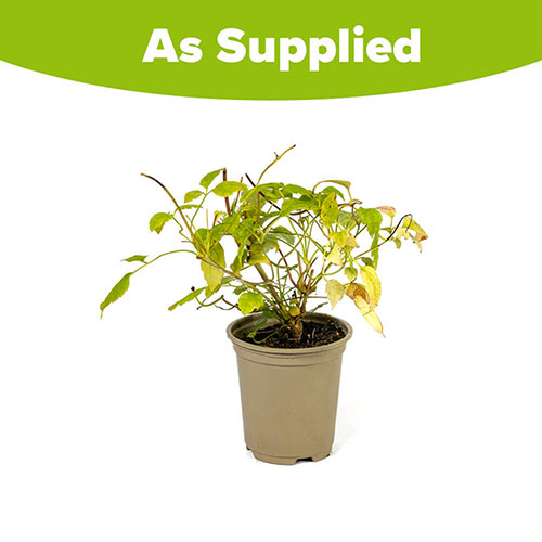 Clematis montana Marjorie Clematis montana Marjorie