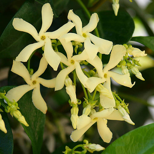 Trachelospermum jasminum Star of Toscana