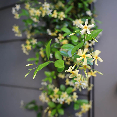 Trachelospermum jasminum Star of Toscana