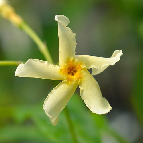 Trachelospermum jasminum Star of Toscana