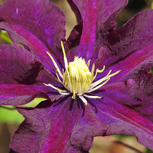 Clematis Warszawska Nike Clematis Warszawska Nike