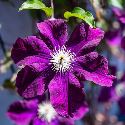 Clematis Warszawska Nike Clematis Warszawska Nike