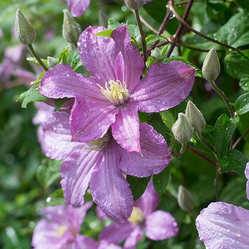 Clematis Comtesse De Bouchard Clematis Comtesse De Bouchard