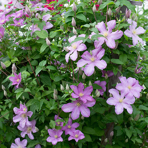 Clematis Comtesse De Bouchard Clematis Comtesse De Bouchard