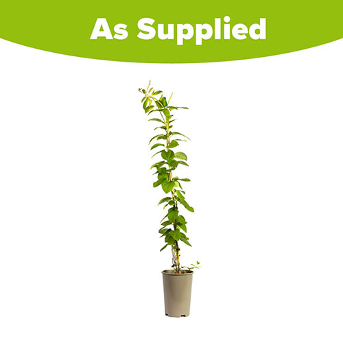 Honeysuckle Halliana