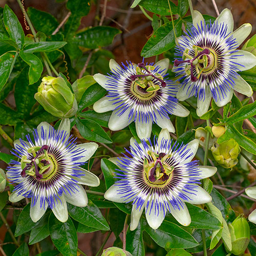 Blue Passion Flower