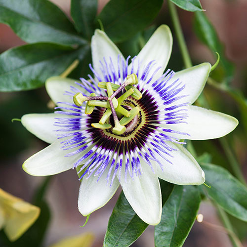 Blue Passion Flower