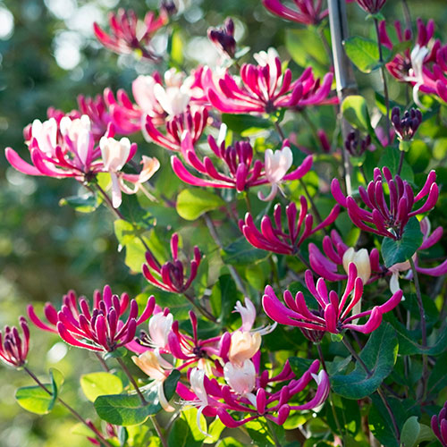 Honeysuckle Belgica Honeysuckle Belgica