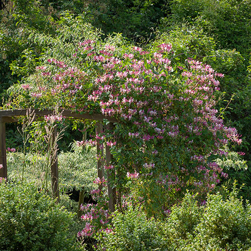Honeysuckle Belgica Honeysuckle Belgica