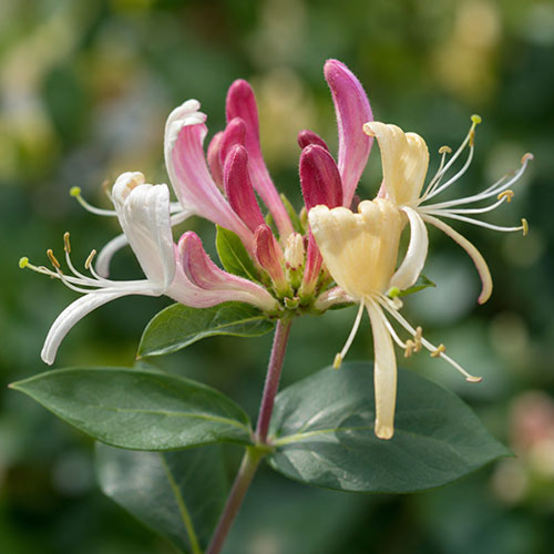 Honeysuckle Belgica Honeysuckle Belgica