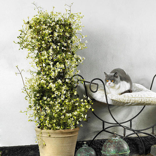 Evergreen Clematis Michiko Evergreen Clematis Michiko