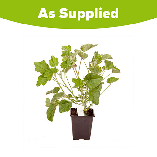 Patio Lavatera Mallow Barnsley Baby Patio Lavatera Mallow Barnsley Baby