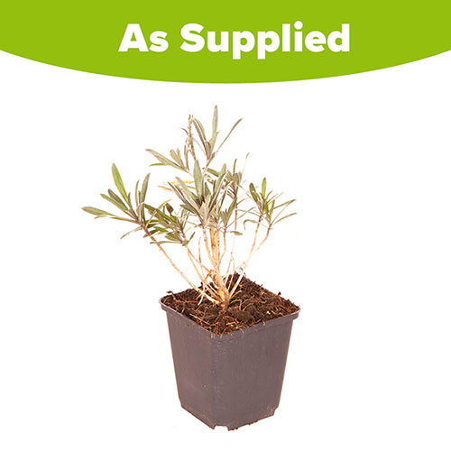 Wallflower Erysimum Bowless Mauve