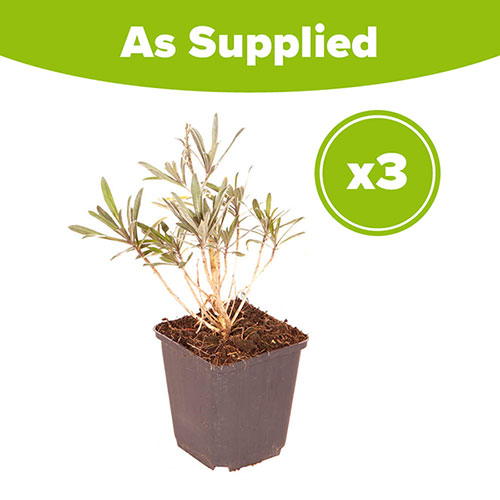 Wallflower Erysimum Bowless Mauve