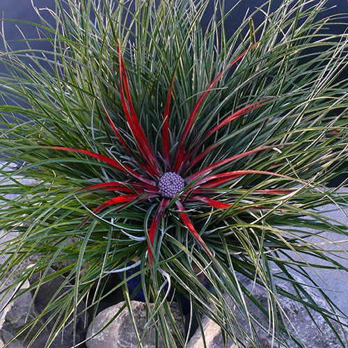 Hardy Bromeliad Fascicularia bicolour