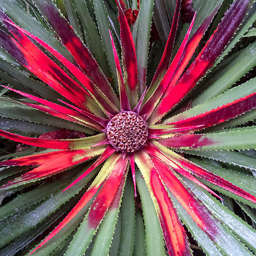 Hardy Bromeliad Fascicularia bicolour