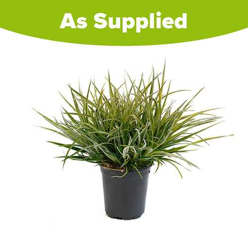 Hardy Bromeliad Fascicularia bicolour