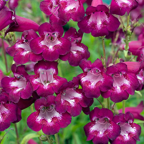 Penstemon Pensham Plum Jerkum Penstemon Pensham Plum Jerkum