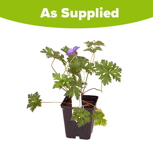 Geranium himalayense Plenum