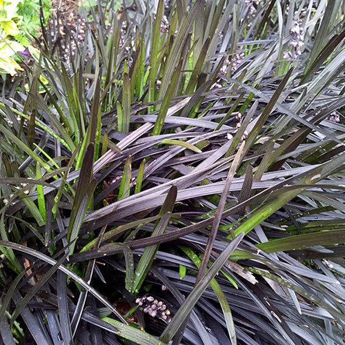 Ophiopogon Black Dragon Grass Ophiopogon Black Dragon Grass