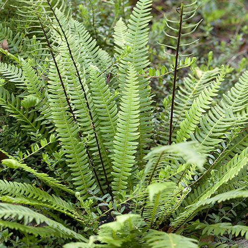 Deer Fern