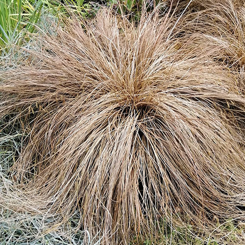 Carex buchananii Carex buchananii