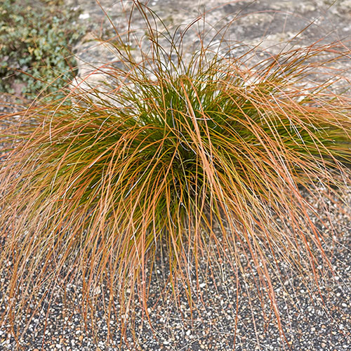 Carex buchananii Carex buchananii