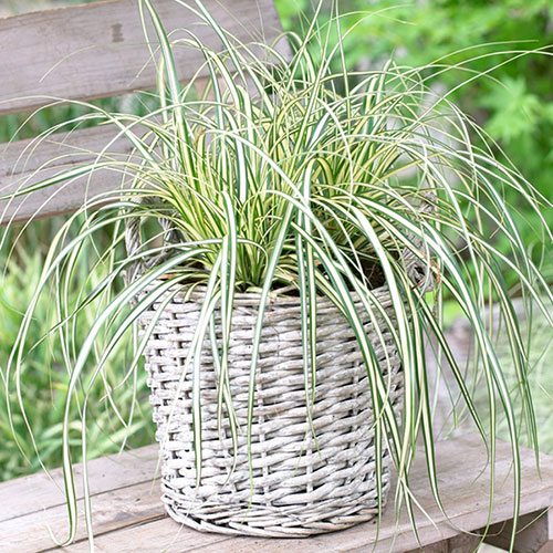 Carex oshimensis Evergold