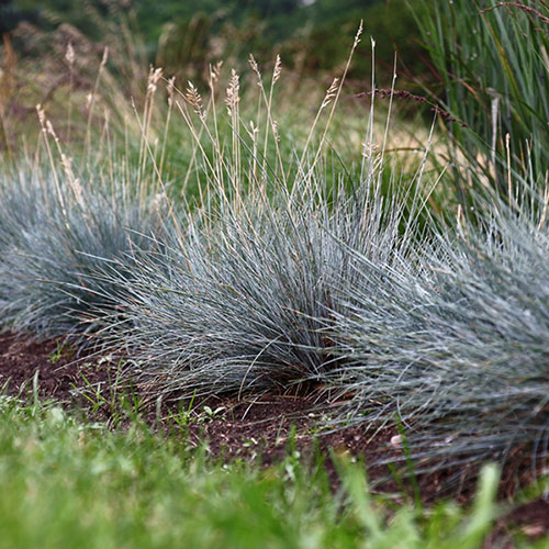 Blue Festuca Grass