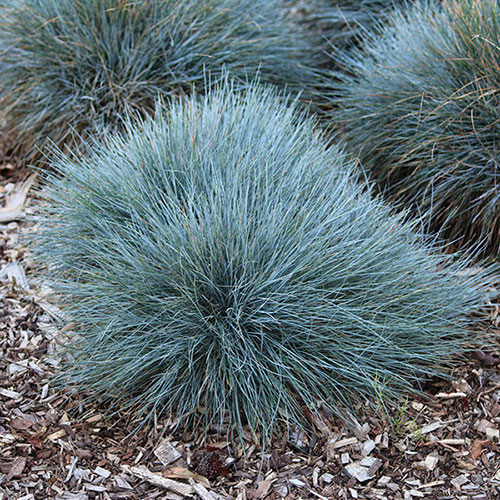 Blue Festuca Grass