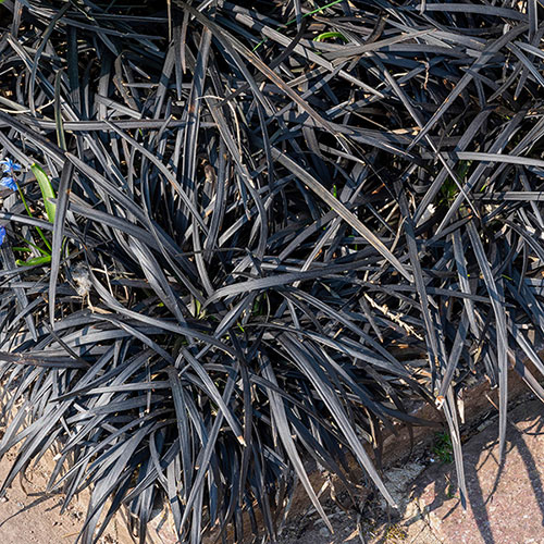 Ophiopogon&nbsp;� Black Dragon Grass