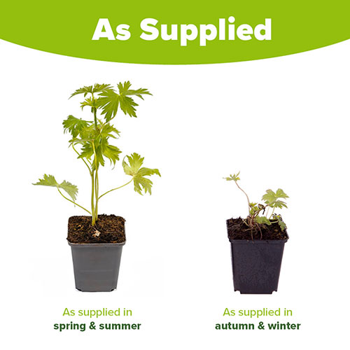 Delphinium Galahad Delphinium Galahad