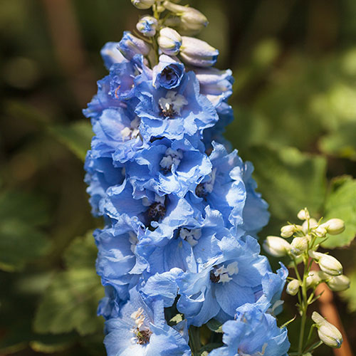 Delphinium Blue Bird