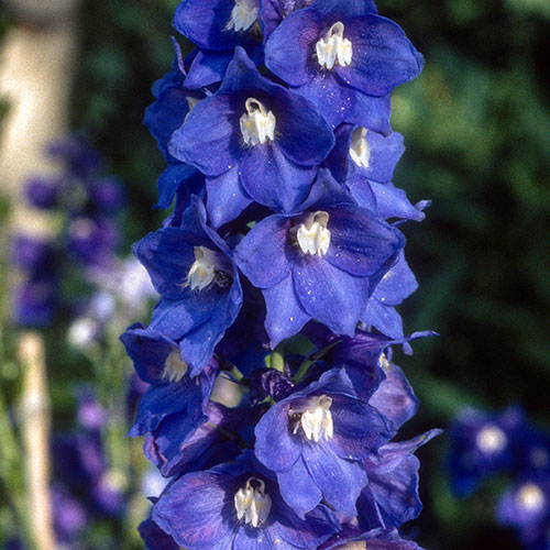 Delphinium Blue Bird