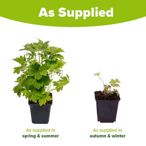 Delphinium Blue Bird