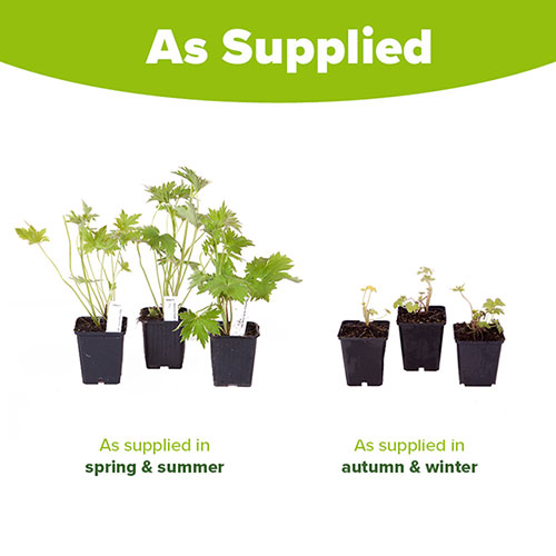 Delphinium Collection